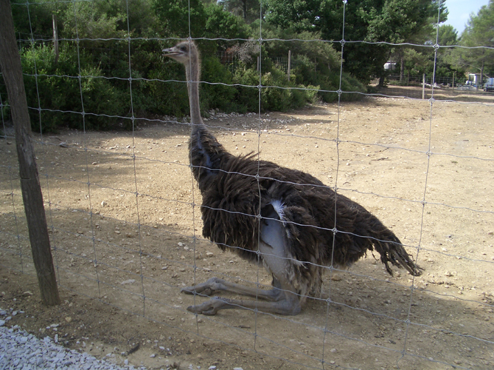 2004-08 Autruches 006.JPG